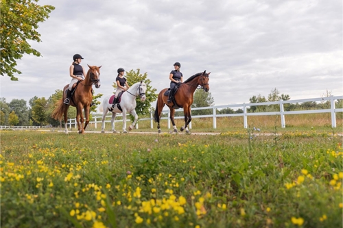Equestrian Rules and Things to Consider